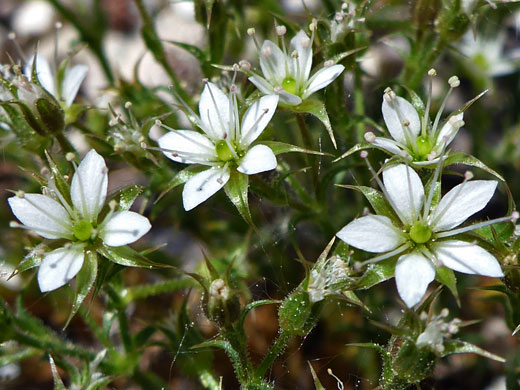 Nuttall's Sandwort; Minuartia nuttallii var gracilis (nuttall's sandwort), Cottonwood Lakes Trail, Sierra Nevada, California