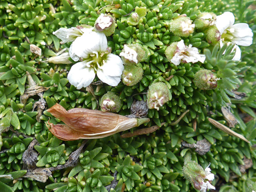 Alpine Sandwort ; White flowers of minuartia obtusiloba - near the summit along the Manns Peak Trail, La Sal Mountains, Utah