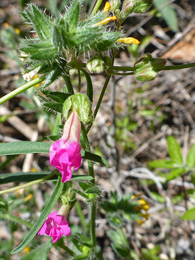 Scarlet Four O'clock; Tubular pink flowers - mirabilis coccinea in Aravaipa Canyon, Arizona