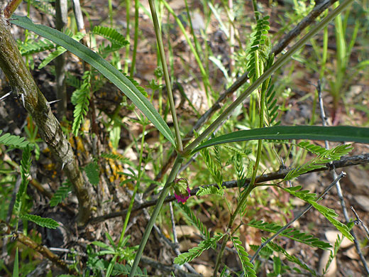 Linear leaves