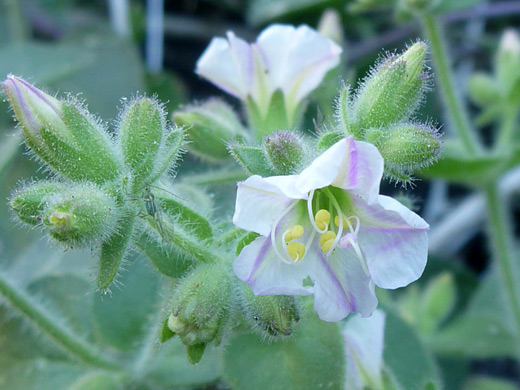 Desert Wishbone Bush; White, purple striped flower of mirabilis laevis, in Ford Canyon, White Tank Mountains, Arizona