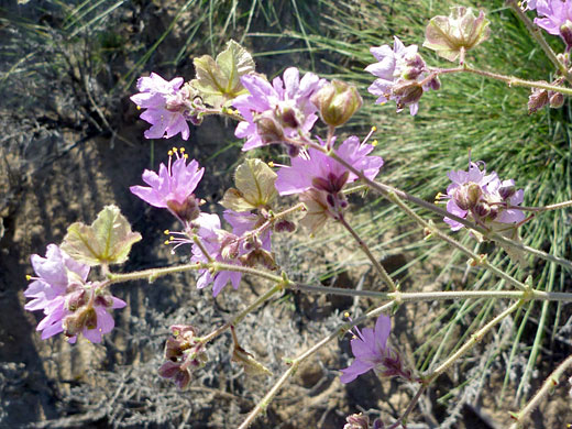 Narrowleaf Four O'Clock