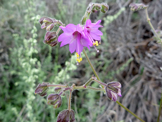 Flowers and buds