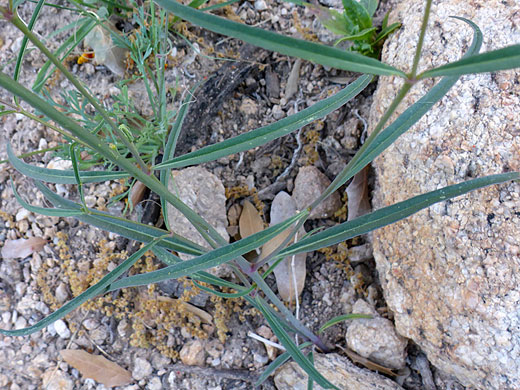 Linear stem leaves