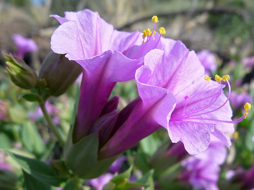 Desert Four O'Clock; Mirabilis multiflora (desert four o'clock) in Bandelier National Monument, New Mexico