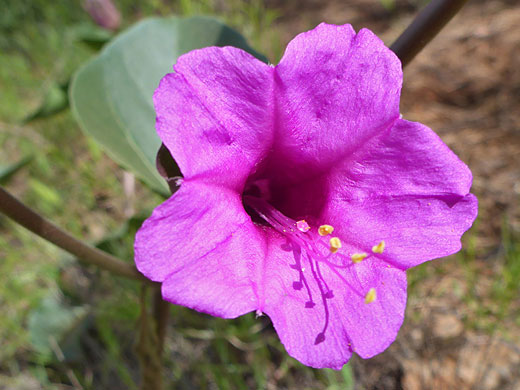 Yellow-tipped stamens