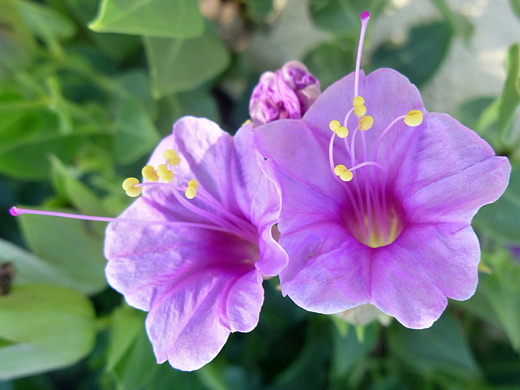 Smooth Spreading Four O'Clock; Two pink flowers, with yellow anthers; smooth spreading four o'clock (mirabilis oxybaphoides) in Aztec Ruins National Monument, New Mexico