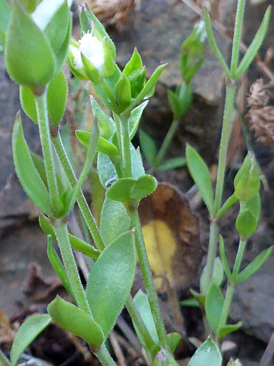 Largeleaf Sandwort
