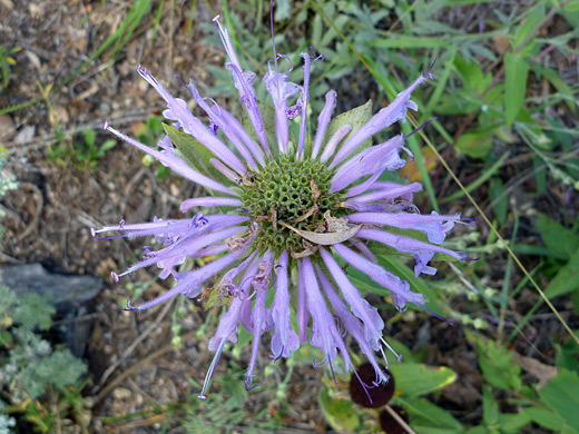 Wild Bergamot; Monarda fistulosa (wild bergamot), along the Gem Lake Trail, Rocky Mountain National Park, Colorado