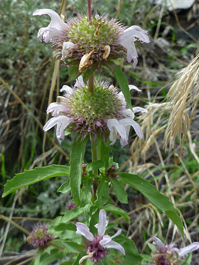 Pony Beebalm; Pony beebalm (monarda pectinata) along the Mosca Pass Trail in Great Sand Dunes National Park, Colorado