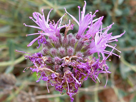 Mountain Coyote Mint; Monardella odoratissima, Ramparts Trail, Cedar Breaks National Monument, Utah