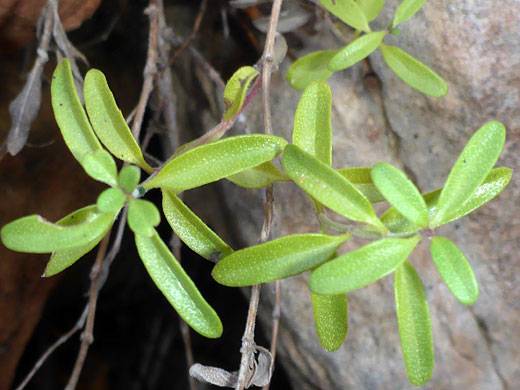 Hairless leaves