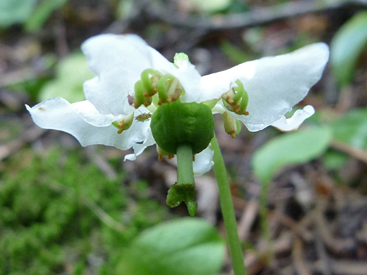 Wood Nymph; Moneses uniflora (wood nymph), along the Fern Lake Trail in Rocky Mountain National Park, Colorado