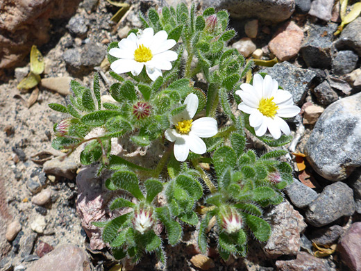 Daisy Desertstar; Leaves, stems, buds and flowers; monoptilon bellidiforme, Grapevine Springs, Death Valley National Park, California