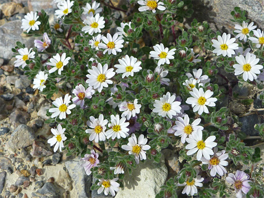 Desert Star; Small white flowers of monoptilon bellioides, desert star, along the road to Hole-in-the-Wall, Death Valley