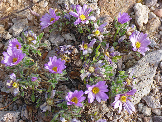 Pink flowerheads