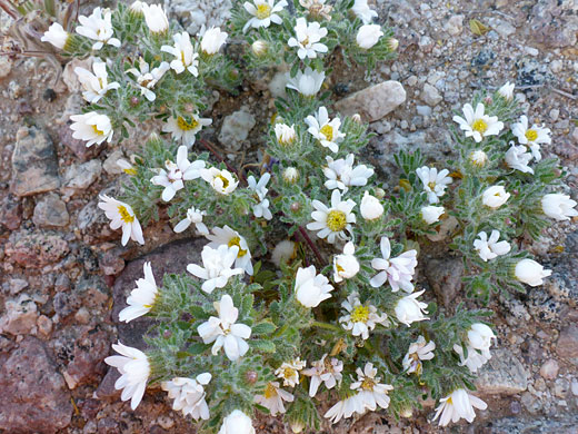 Low-growing plant