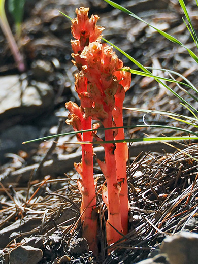 Pinesap; Red stalk and flowers - monotropa hypopitys, New Mexico