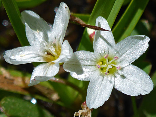 Water Miner's-Lettuce; Montia chamissoi (water miner's-lettuce), Cottonwood Lakes Trail, Sierra Nevada, California