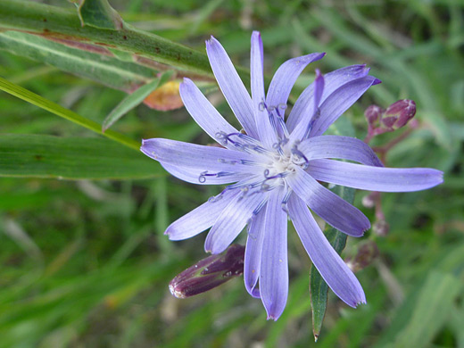 Blue Lettuce; Flower and bud of mulgedium oblongifolium (blue lettuce), along the Mosca Pass Trail in Great Sand Dunes National Park, Colorado