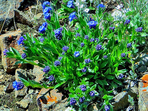 Alpine Forget-me-not; Bright green leaves and clusters of blue flowers - myosotis-asiatica, Beartooth Highway, Wyoming