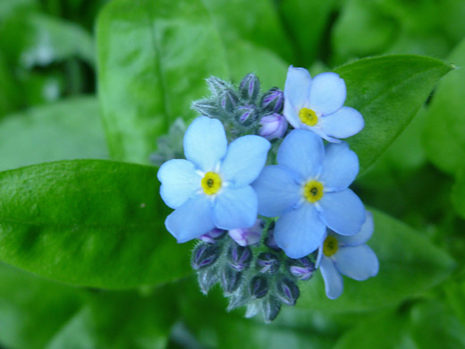 Broad-Leaf Forget-Me-Not; Myosotis latifolia at Trinidad State Beach, California