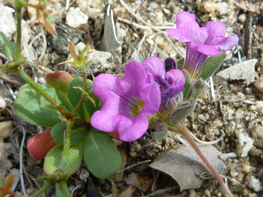 Purple Mat; Bright purple flowers of nama demissum, along the Panorama Trail, Joshua Tree National Park, California