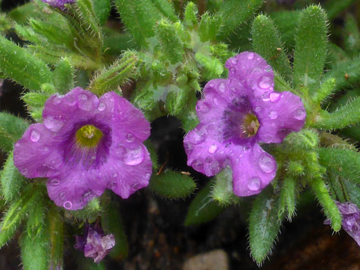 Rough Nama; Rough nama (nama hispidum), Sevilleta National Wildlife Refuge, New Mexico