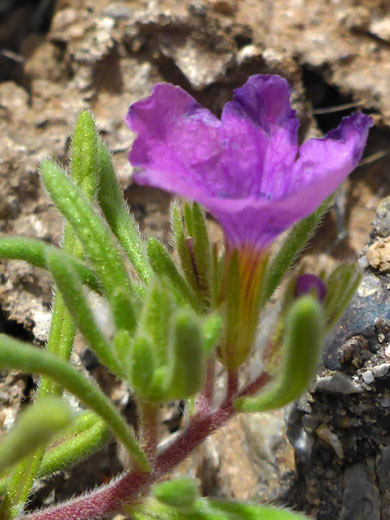 Leaves and flower