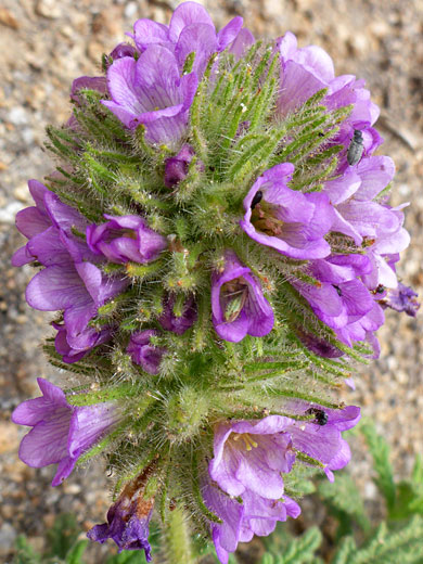 Ballhead Nama; Nama rothrockii (ballhead nama), Horseshoe Meadows Road, Sierra Nevada, California