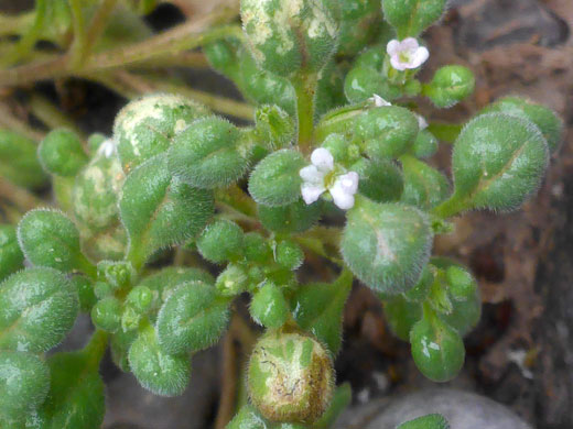 Leaves and flowers