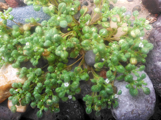 Matted Fiddleleaf