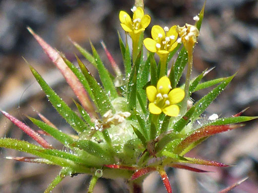 Brewer's Navarretia; Brewer's navarretia (navarretia breweri), Cottonwood Lakes Trail, Sierra Nevada, California