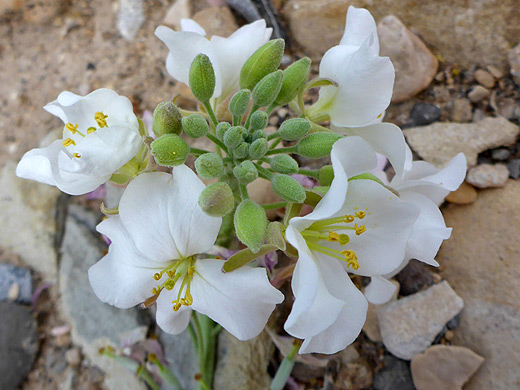 Bicolored Fan-Mustard; White flowers and green buds - nerisyrenia camporum along the Dome Trail, Big Bend Ranch State Park, Texas