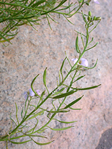 Narrow seed pods
