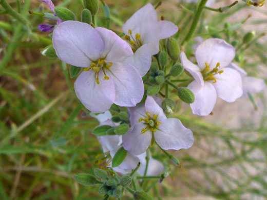 Pale pink flowers