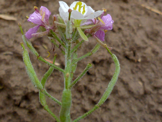 Flowers and fruits