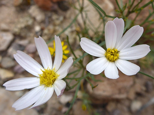 Hole-In-The-Sand-Plant; Two white and yellow flowerheads of nicolletia edwardsii - Dome Trail, Big Bend Ranch State Park, Texas