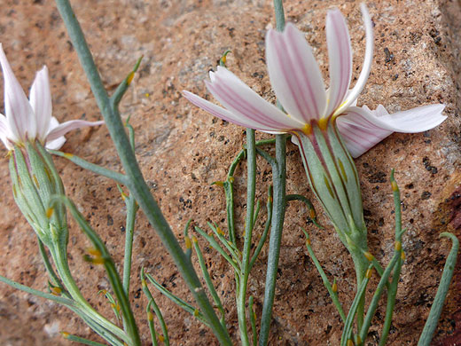 Hole-In-The-Sand-Plant