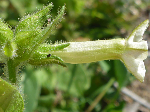 Cleveland's Tobacco; Nicotiana clevelandii (Cleveland's tobacco), Bayside Trail, Cabrillo National Monument, California