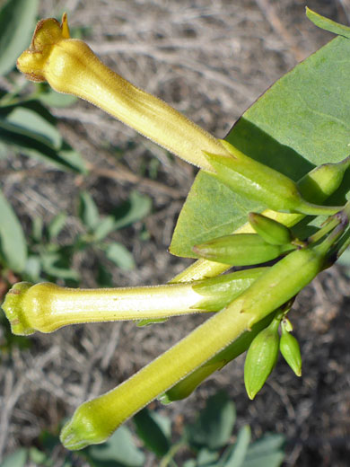 Tree Tobacco; Nicotiana glauca (tree tobacco), Sunset Cliffs, San Diego, California