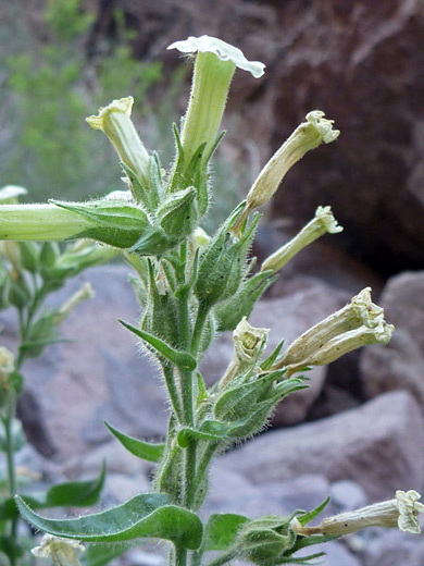 Desert Tobacco; Greenish-white flowers of nicotiana obtusifolia, in Kofa National Wildlife Refuge, Arizona