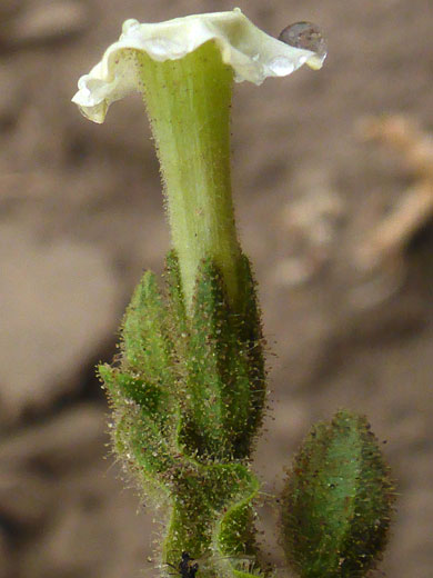 Greenish-white flower