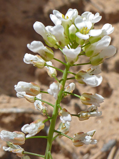 Elongated flower cluster