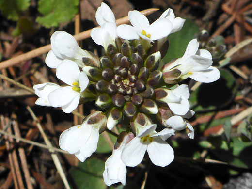 Flat-topped flower cluster