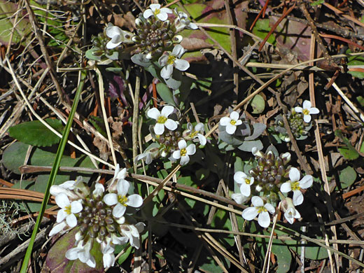 Flowering stems