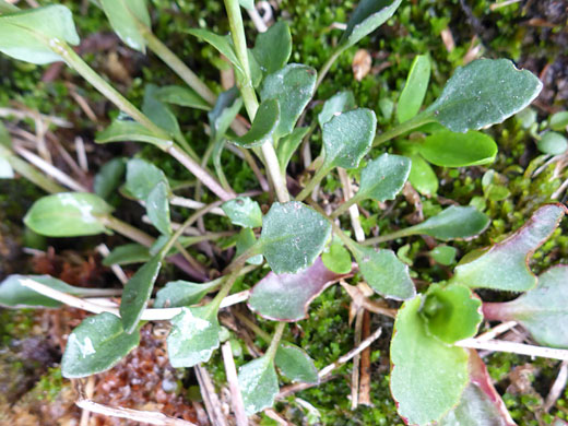 Spatulate leaves