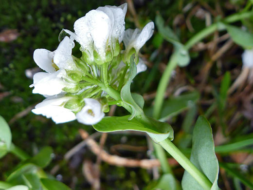 Alpine Pennycress