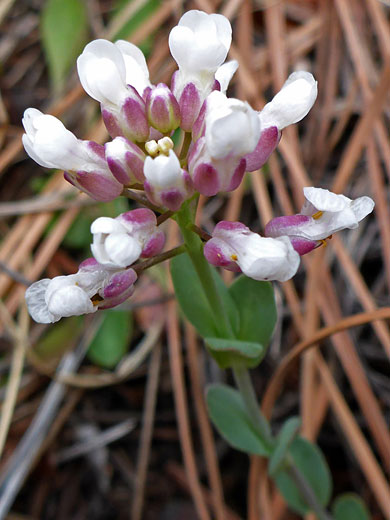 Pink sepals