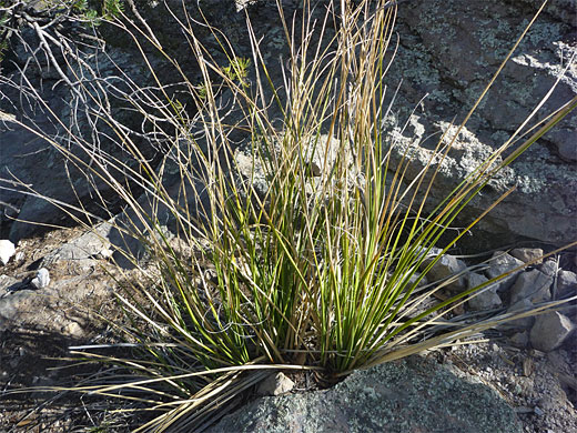 Small sacahuista plant